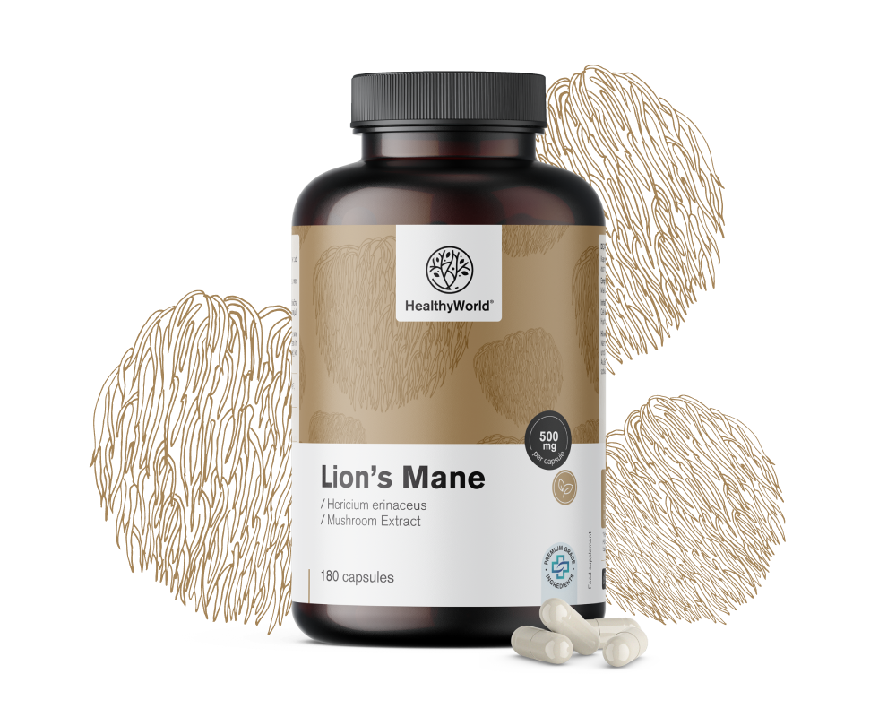 Hydne hérisson (crinière de lion) - champignon