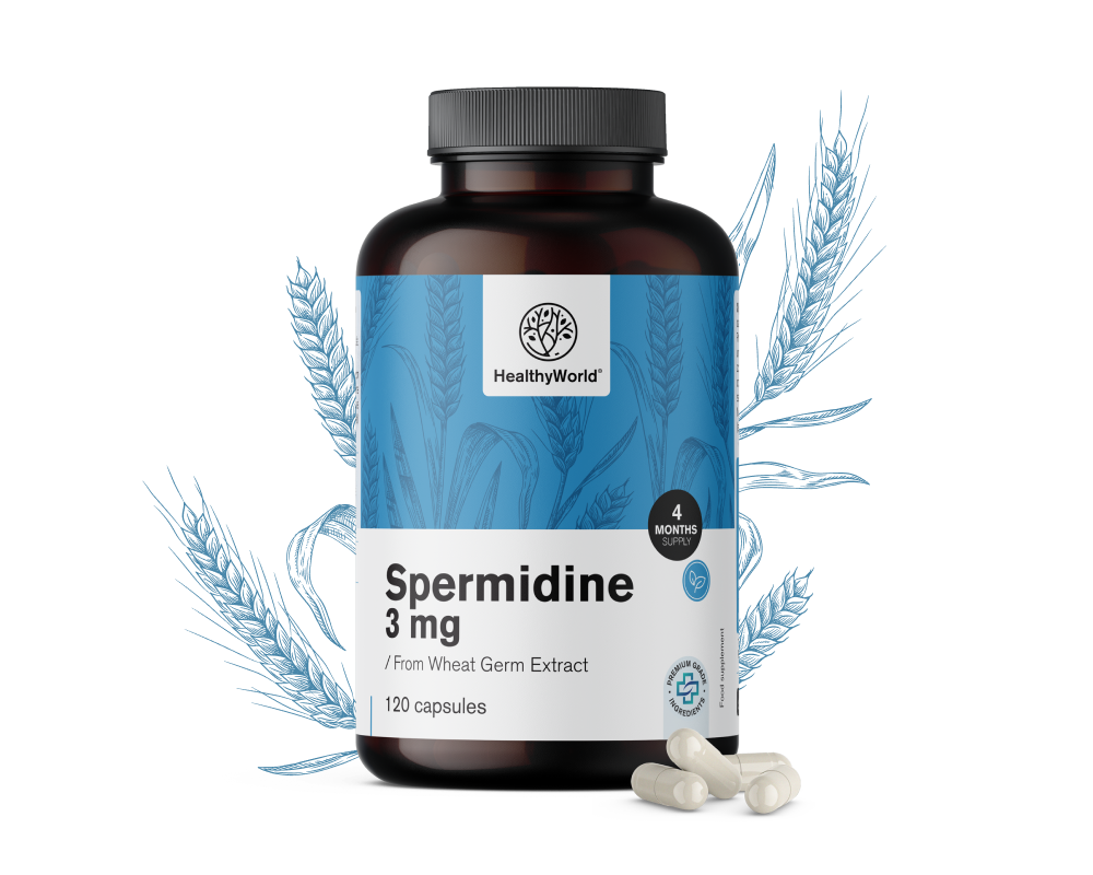 Spermidine 3 mg - à partir d'extrait de germe de blé.